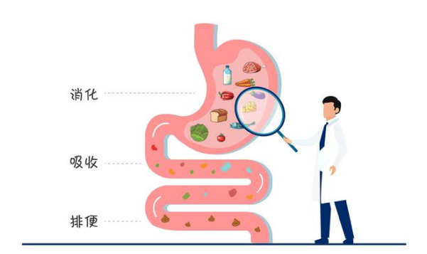 腸道健康：構筑疾病預防的堅固防線